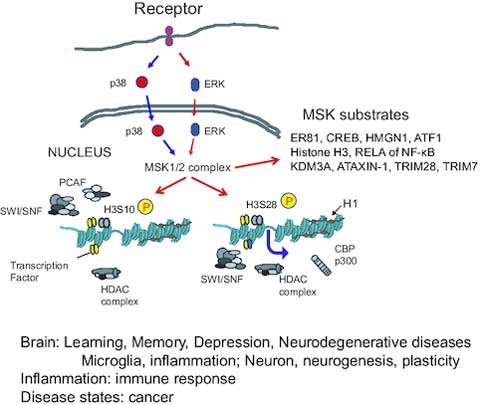 A schematic model showing the role of MSK1 in cigarette smoke-induced NF-kB signaling and chromatin modifications.